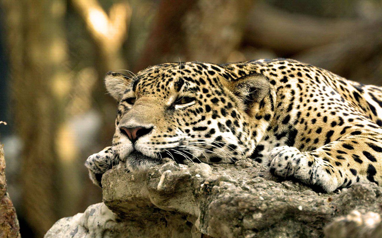 leopardo-africano-1280x800.jpg
