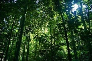 Indigeni e foreste protette con il GPS