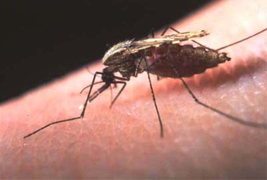 Malaria: nuove scoperte verso la sconfitta