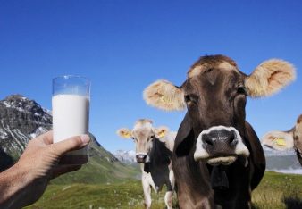 Quote latte: niente multe per gli allevatori italiani