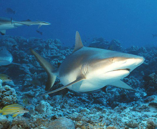 Nasce nel Pacifico il più grande santuario di squali del mondo