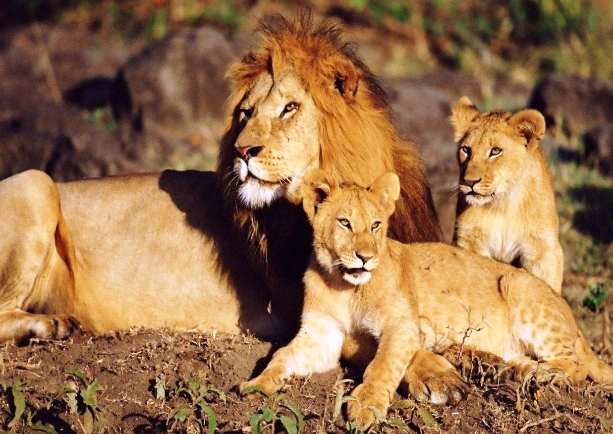 Lo Zambia vieta la caccia a leoni e leopardi