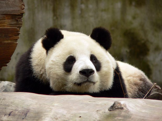 Cina: i panda imparano a sopravvivere per poter tornare in libertà