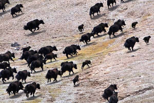 Tibet: ricercatori scoprono nuova popolazione di yak