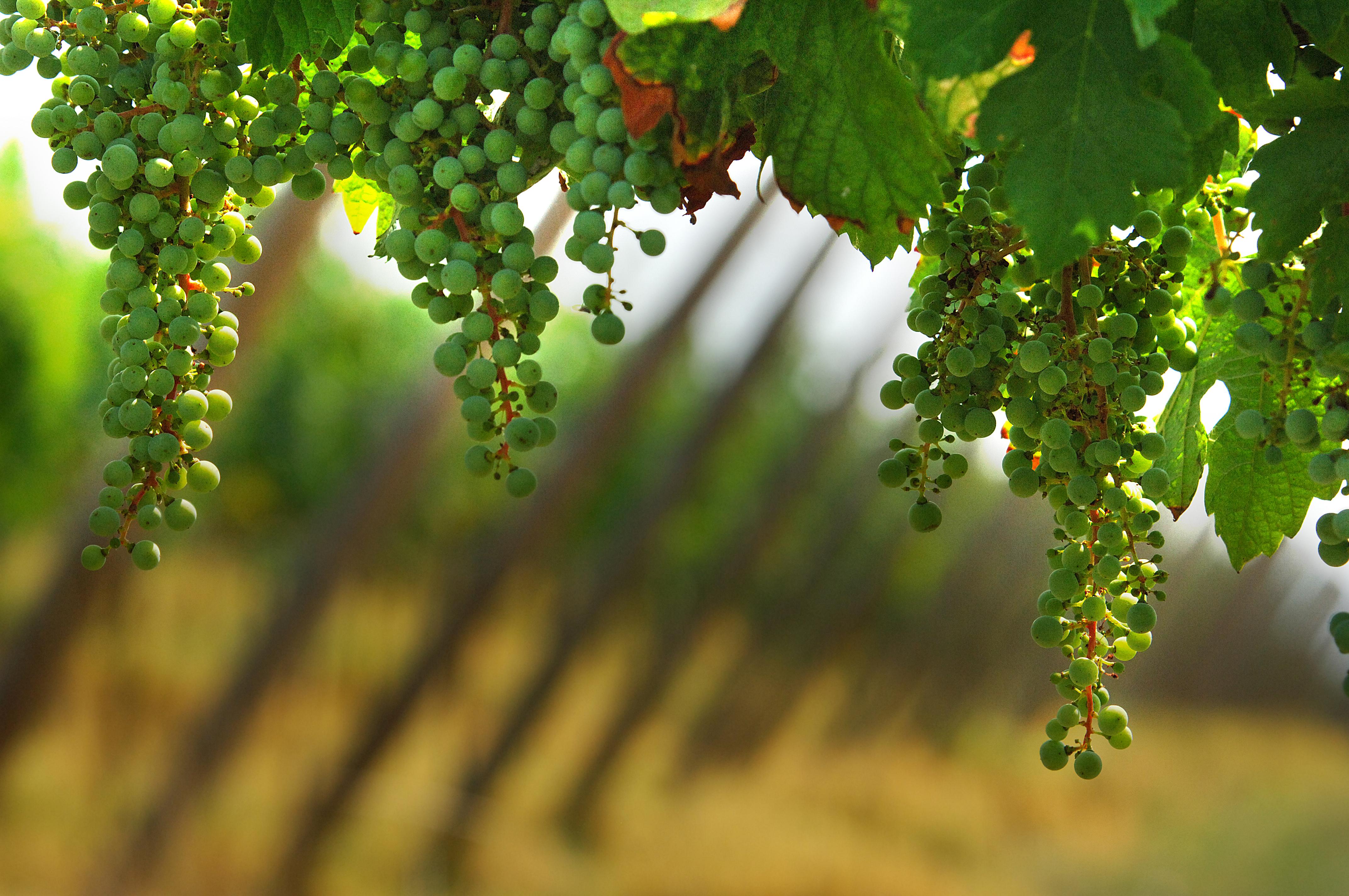 Franciacorta, viticoltura sostenibile. Ridotte emissioni di Co2