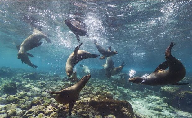 Le Goolapagos, ovvero le Galapagos viste con gli occhi di Google