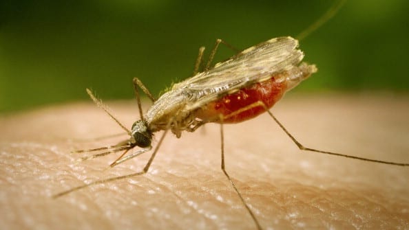 Un nuovo farmaco contro la malaria?