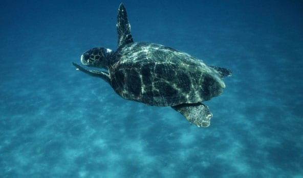 Favignana, la tartaruga Sonia torna al suo mare