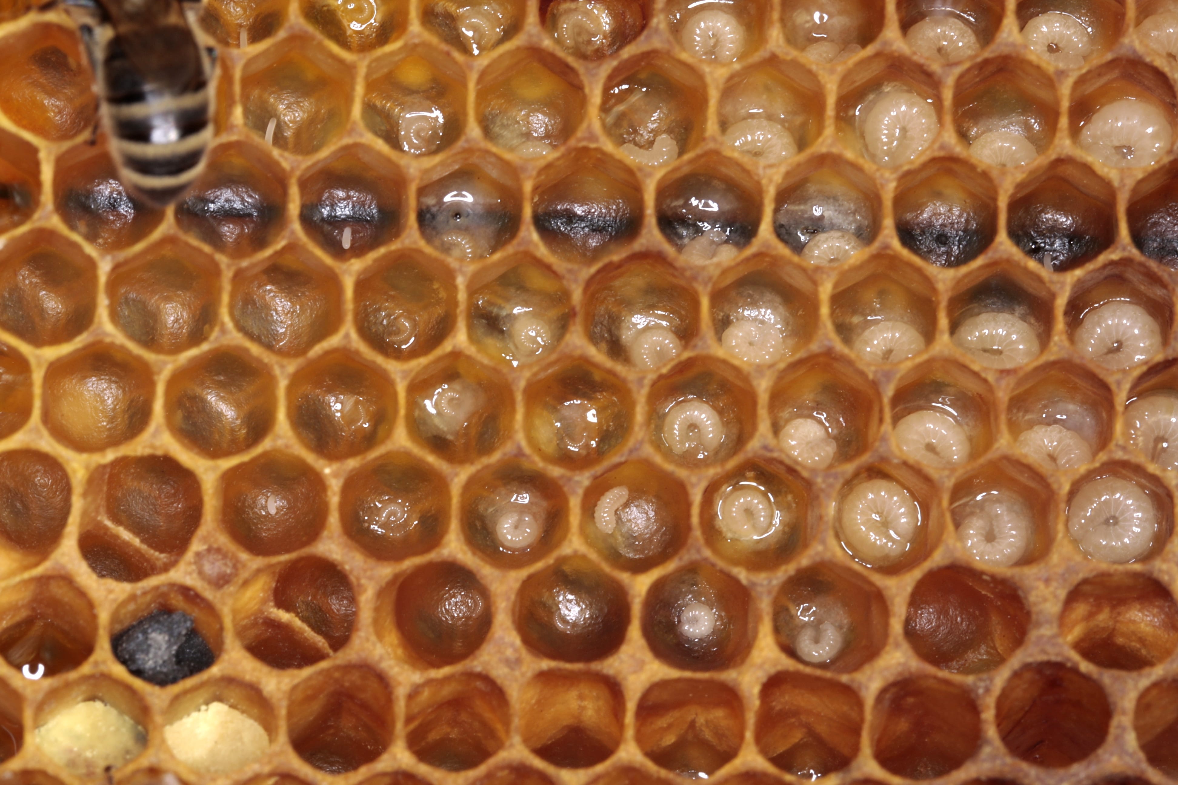 Milano adotta le api. In centro il primo apiario d’artista   
