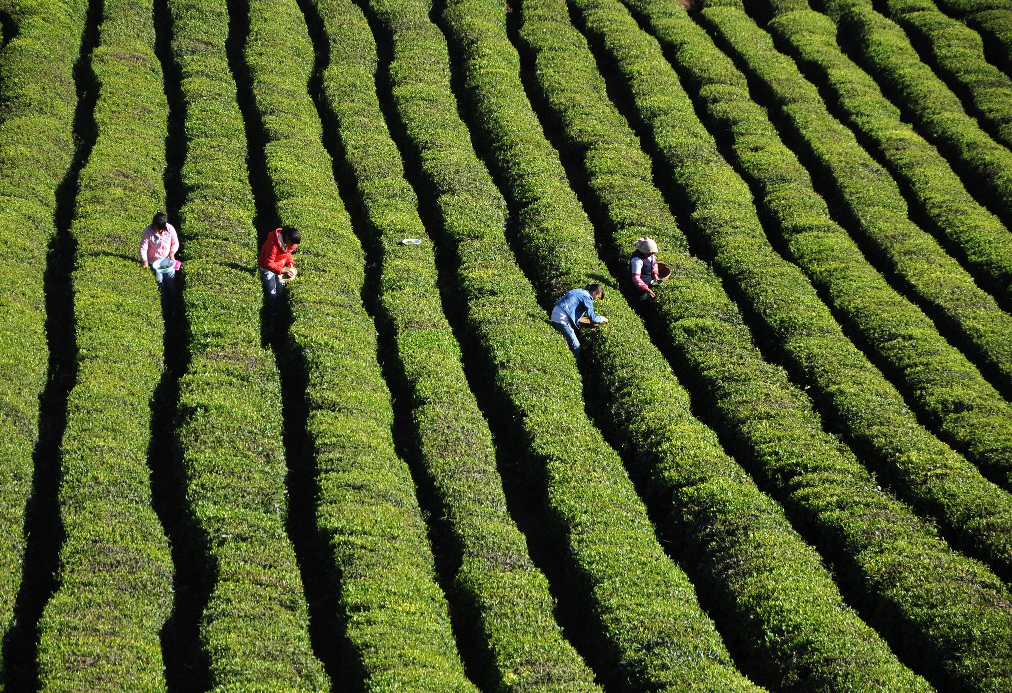 Il tè indiano diventa “bio”: meno chimica nelle piantagioni dell’Assam