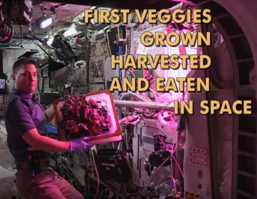 Un raccolto spaziale: Pomodori e verdure fresche per gli astronauti dell’Iss 