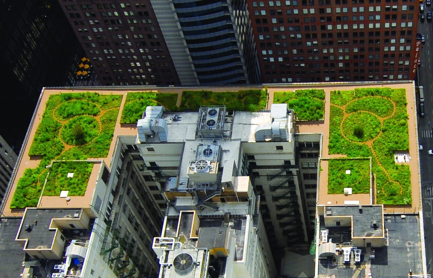 Tetti verdi: ecco le piante più adatte ai green roof