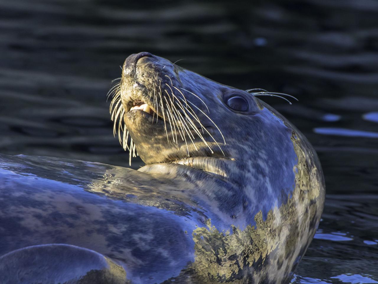Caccia alle foche, Ue rafforza il divieto al commercio di pelli e carne 