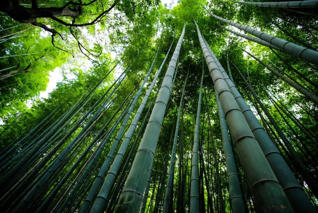Prima foresta di bambù in Italia, 103 ettari contro la Co2 L’equivalente di 144 campi da calcio di bambù a Castiglione della Pescaia, iniziativa della società italiana Forever Bambù.
