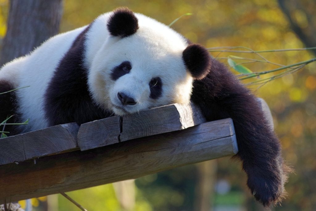 Panda, animali selvatici in via di estinzione