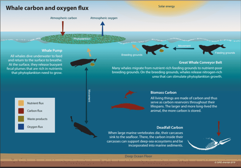 Whale carbon and oxygen flux. Source: GRID-Arendal 2019