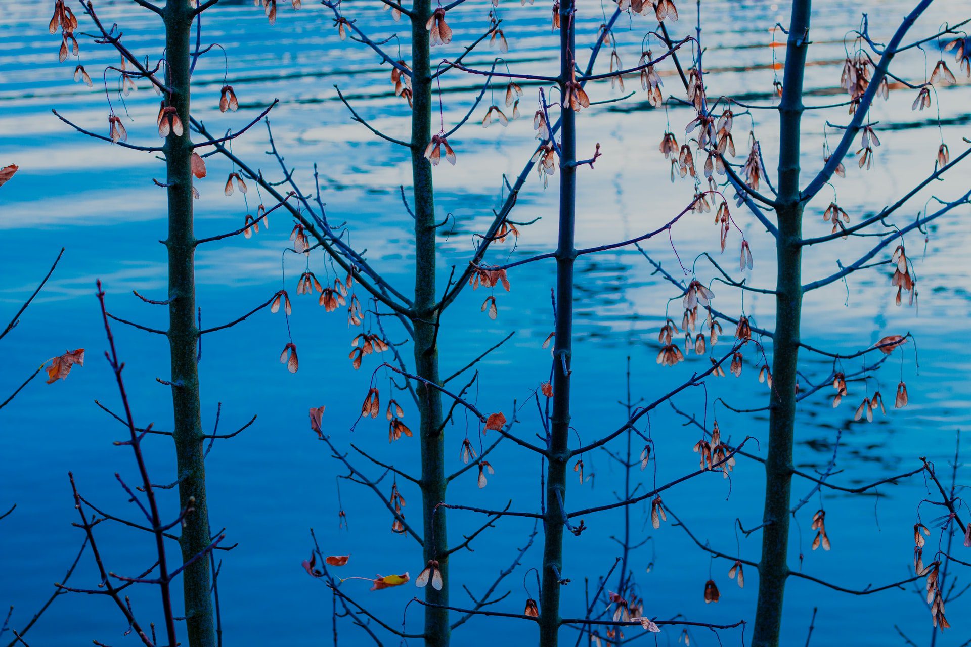 La tutela dell&rsquo;ambiente entra a far parte della nostra Costituzione