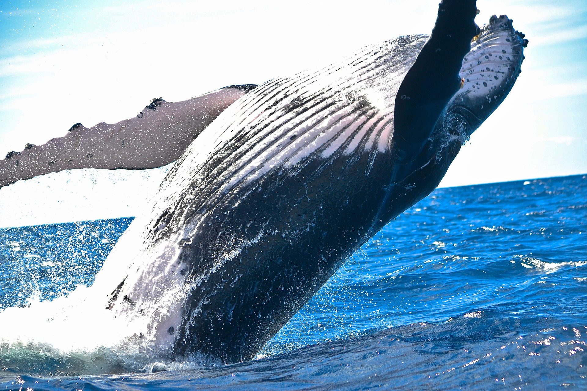 L’Islanda mette al bando la caccia alle balene