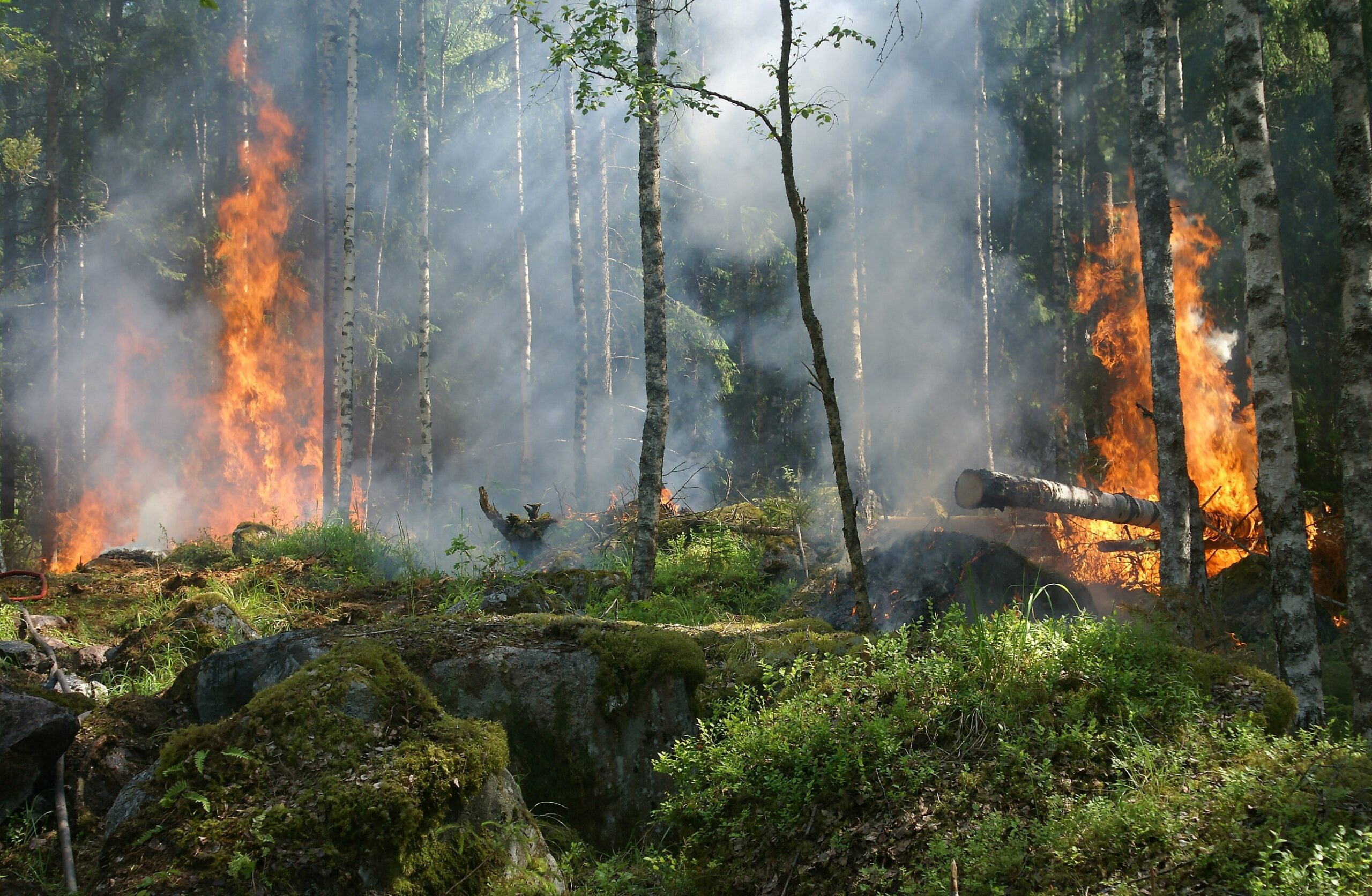 Incendi boschivi in aumento, l’Italia corre ai ripari: l’aiuto viene dalla legge