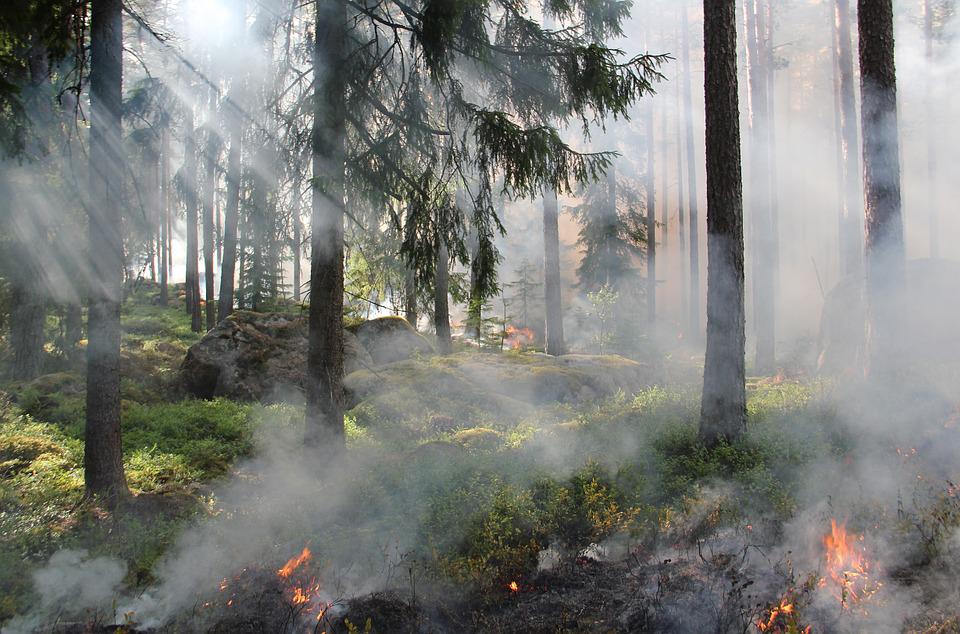 Incendi boschivi: la miglior strategia di prevenzione è la risorsa umana