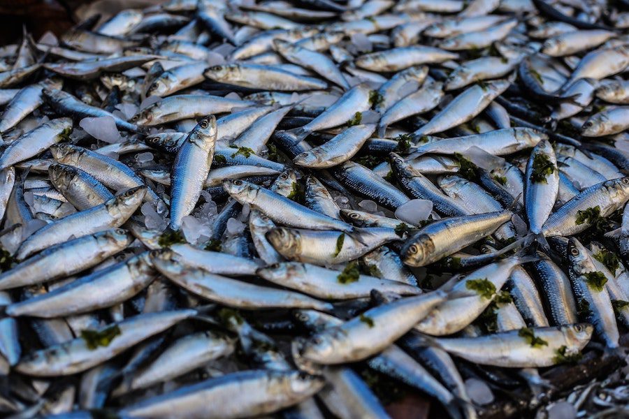 La situazione della pesca sostenibile in Italia