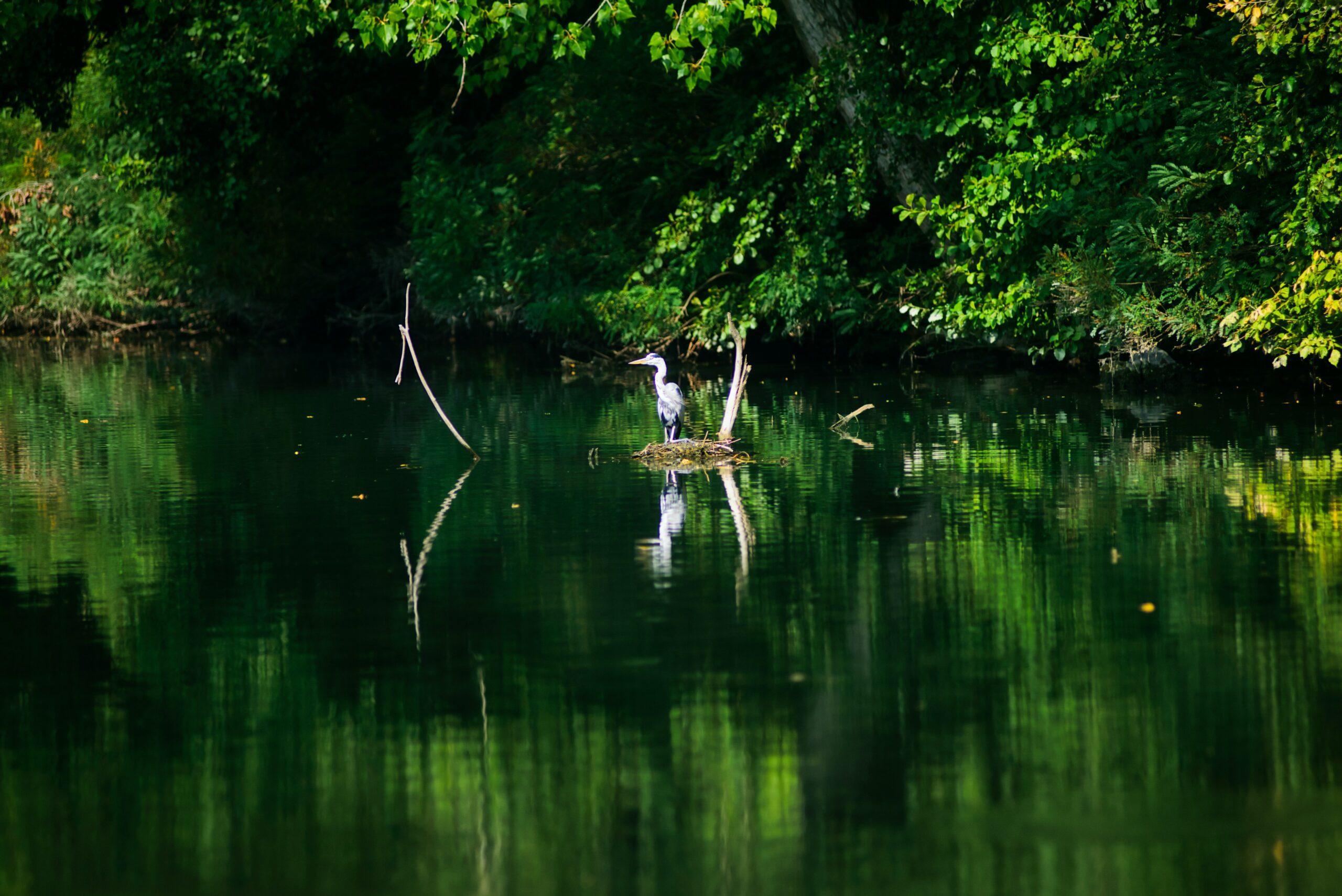 La tutela della biodiversità fluviale è possibile attraverso il ripristino dei corsi d'acqua