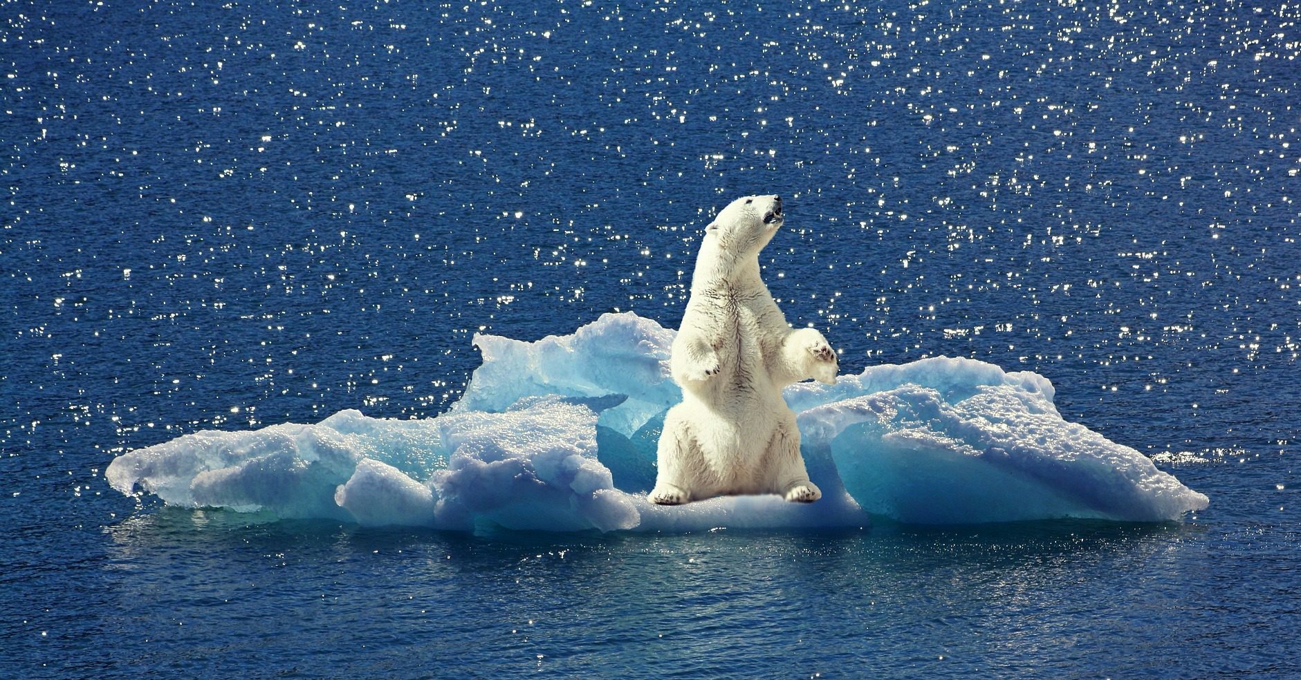 Orso polare. Come evitare la sua estinzione entro il 2100