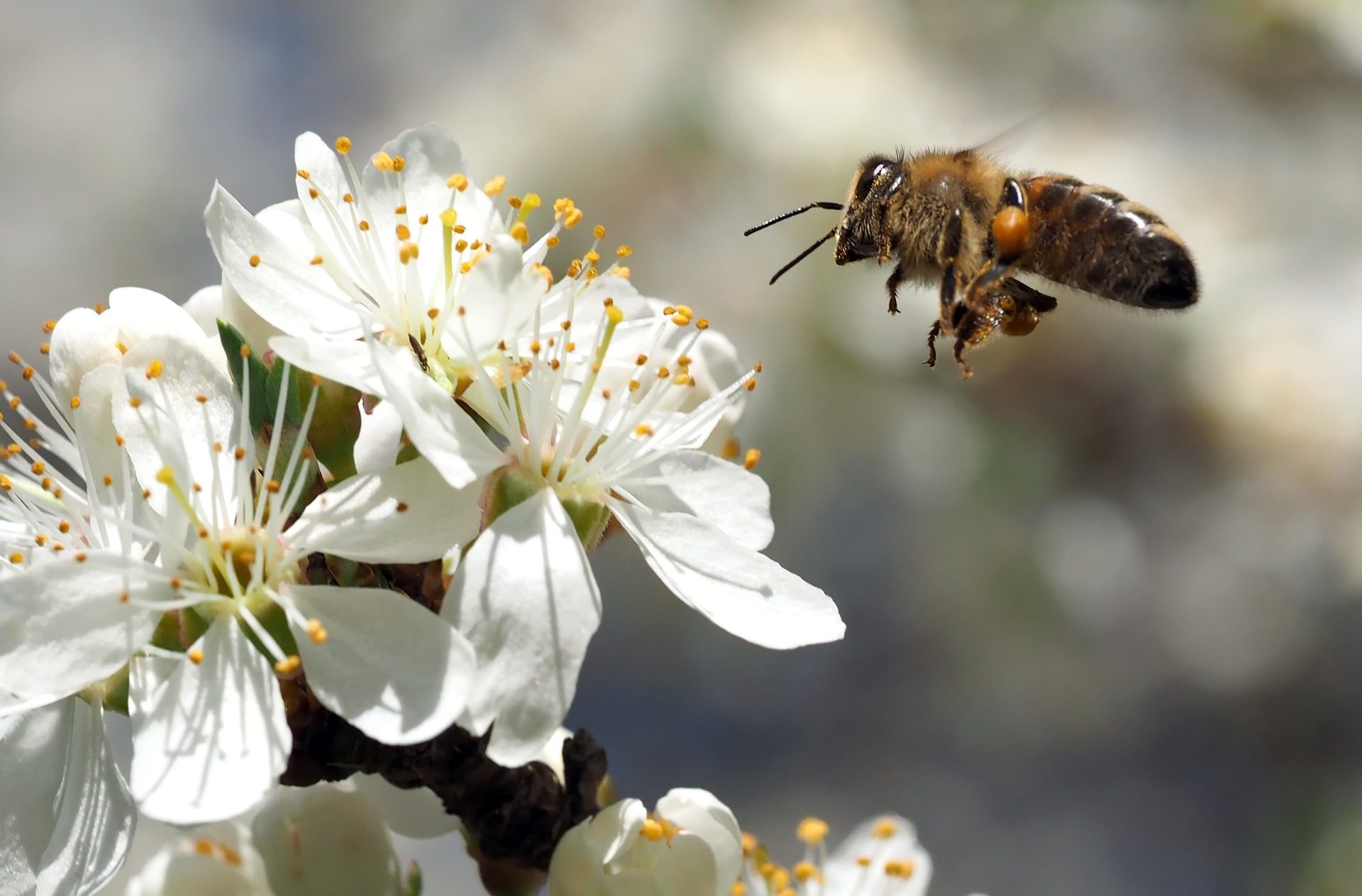 Salvare le api: gli errori più comuni e alcune cose che sanno in pochi