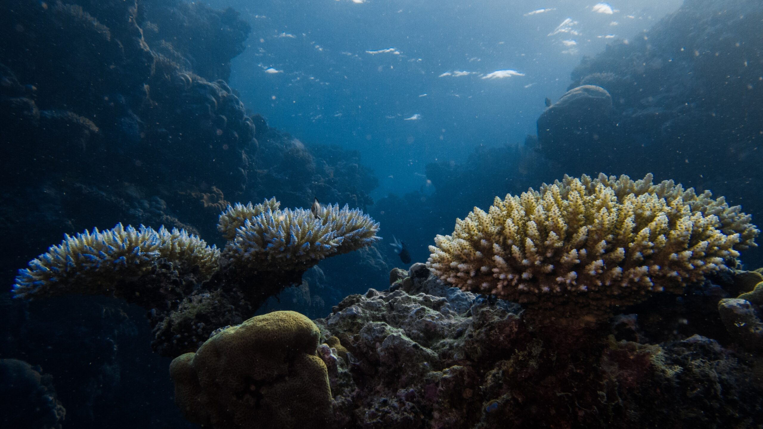 Una nuova barriera corallina scoperta nei mari delle isole Galapagos