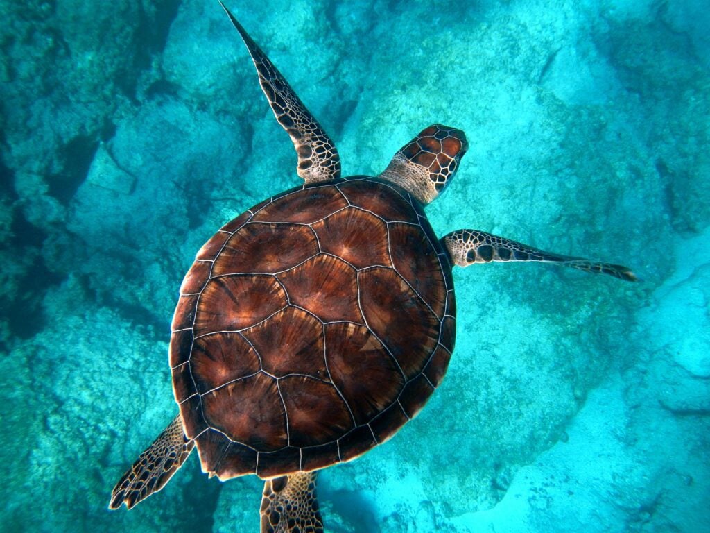 La biodiversità marina: salvaguardia del nostro oro blu