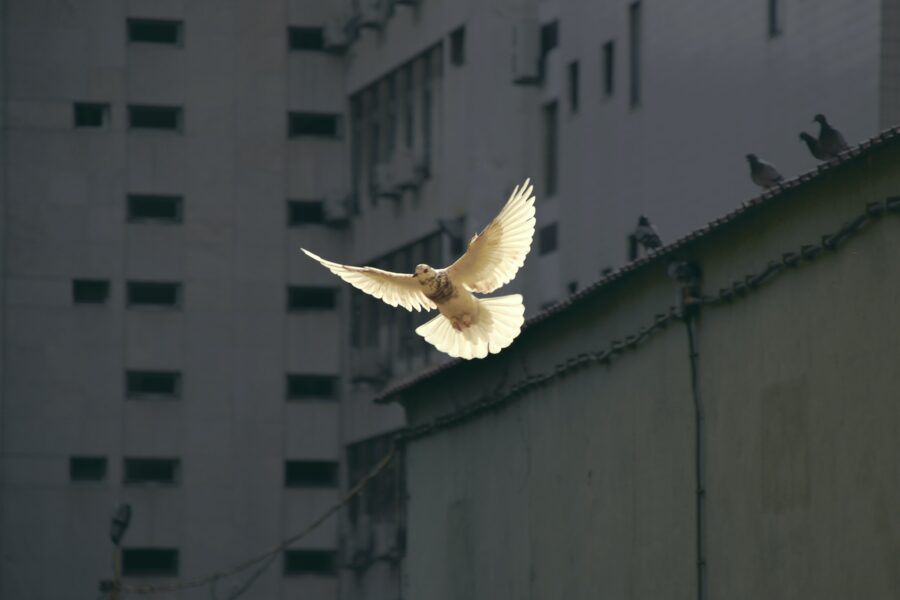 Corsa al riarmo. Foto di Sunguk Kim, colomba in volo, su Unsplash