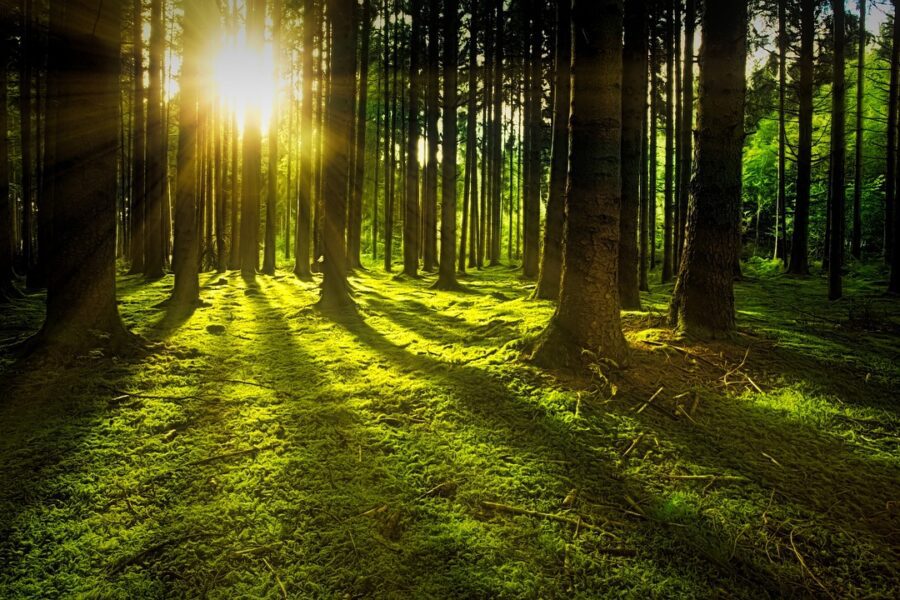 Obiettivi Agenda 2030: le foreste sono la soluzione per raggiungere la neutralità climatica