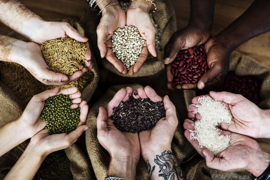 Commercio equo e solidale:mani che tengono il raccolto di grano fresco