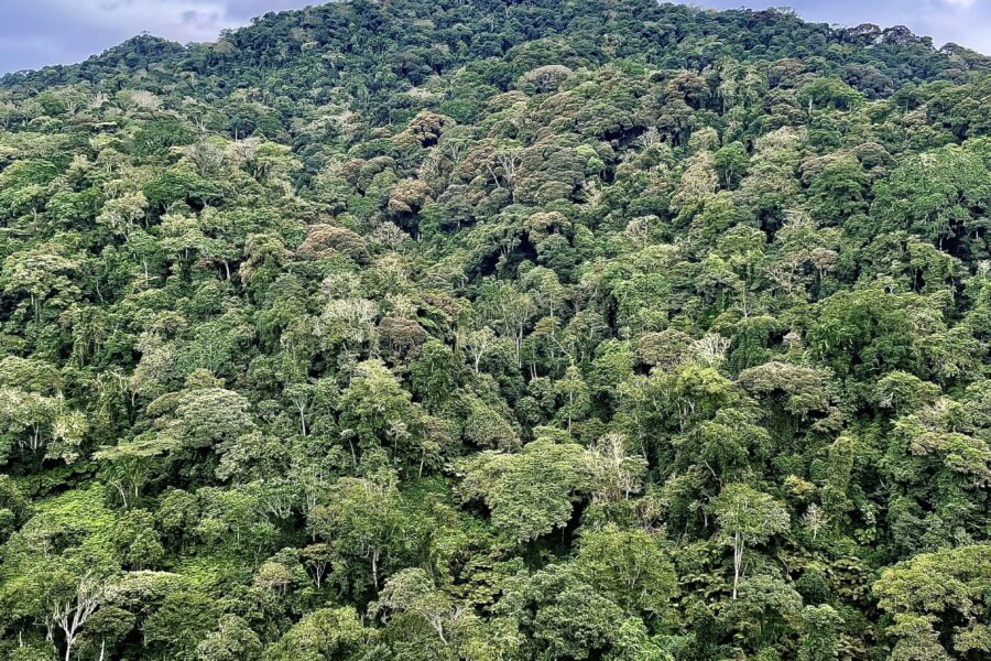 La riforestazione ha un impatto su ambiente, società ed economia