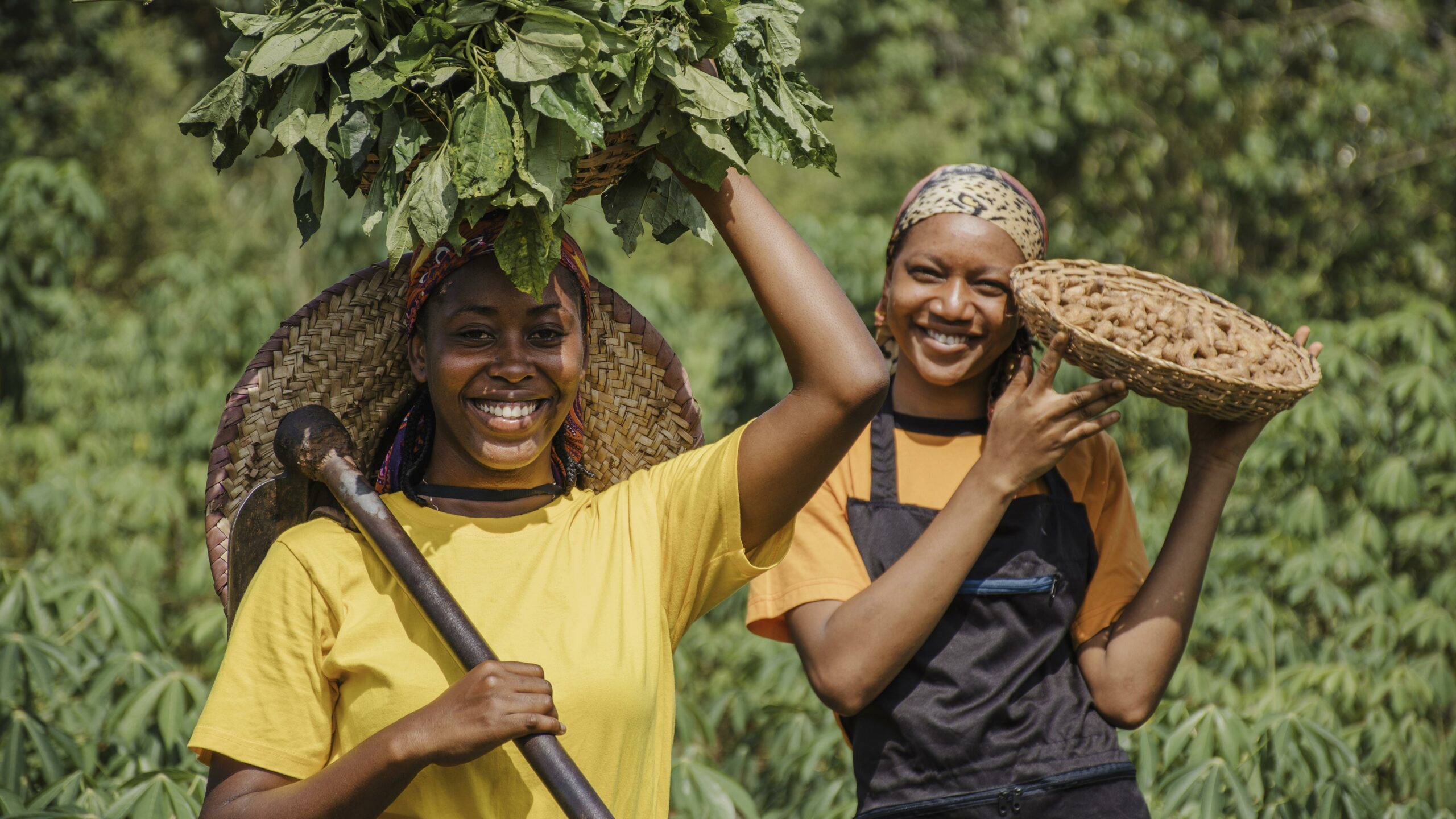 agricoltura moderna: donne africane raccolgono prodotti nei campi