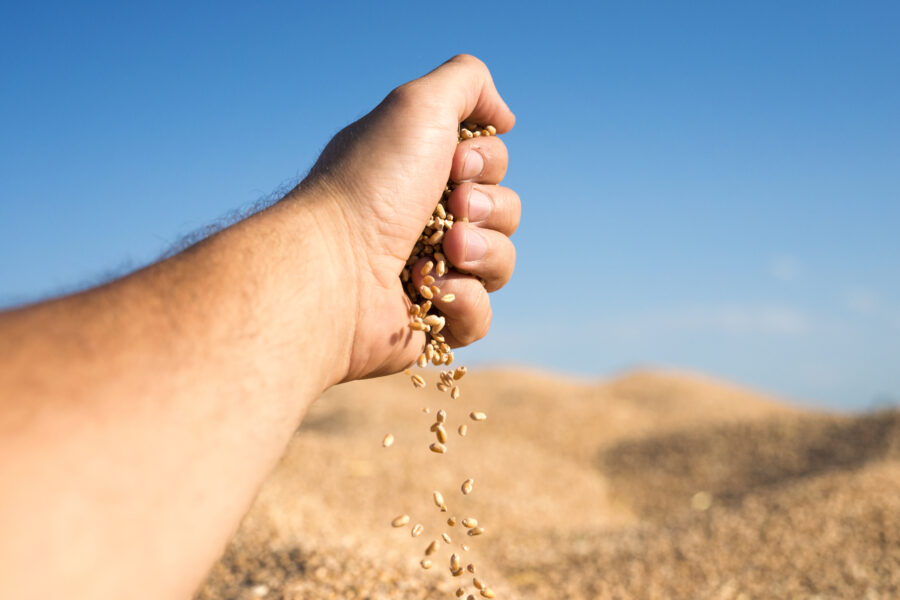 Guerra del grano: chicchi tenuti in mano da agricoltore e fatti scivolare pian piano dalla mano