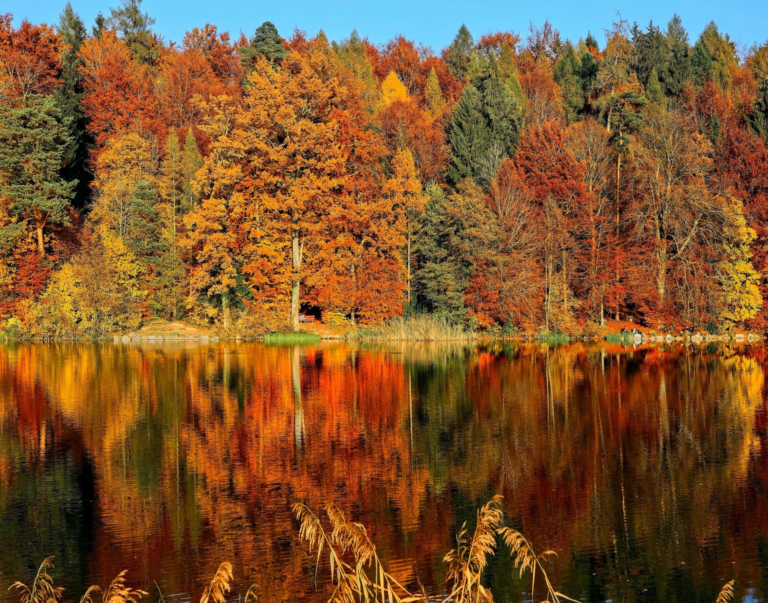 Autunno, la stagione che non c’è più. La risposta? Riprogettare le foreste