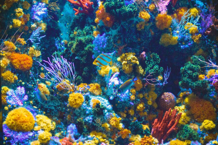 Le barriere coralline: scienza e tecnica per il loro ripopolamento,foto Shaun Low https://unsplash.com/it/s/foto/barriere-coralline: