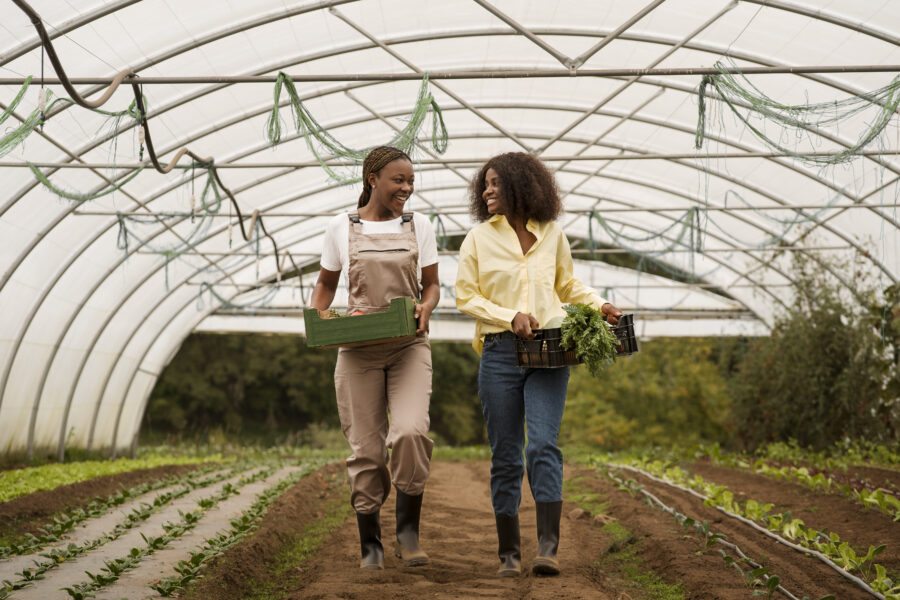 Agricoltura italiana: ragazze dedite alla raccolta
