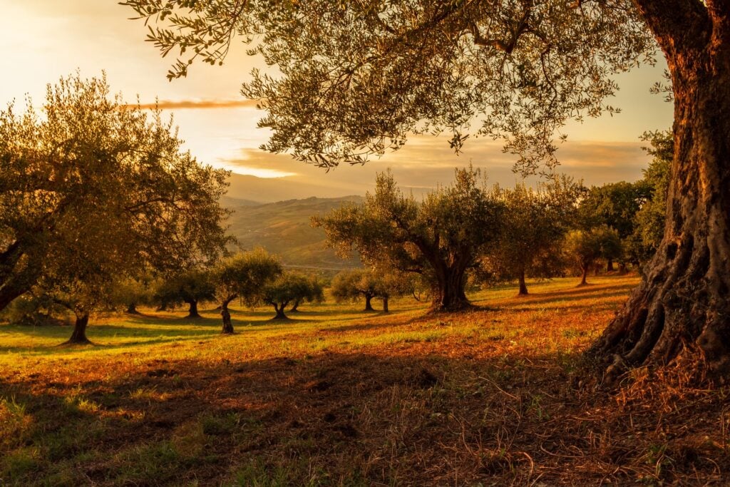 Sostenibilità ambientale