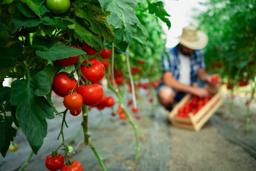 Foto simbolo di una filiera che valorizza il territorio e genera ricchezza lungo tutta la catena produttiva.